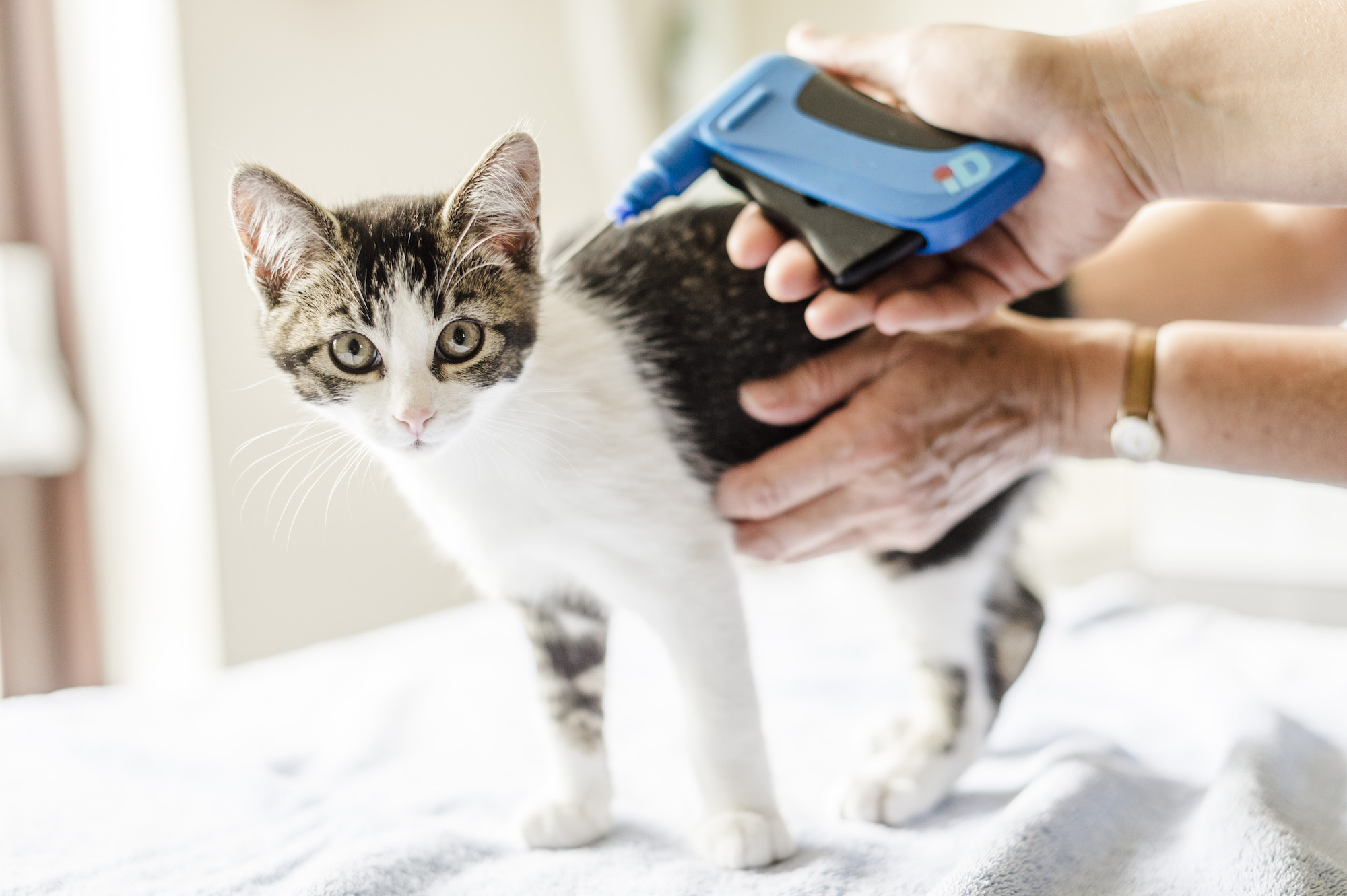 How Much Does Microchipping A Cat Cost?